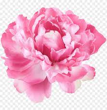 Free for commercial use no attribution required high quality images. Eony Flowers Png Single Flower White Background Png Image With Transparent Background Toppng