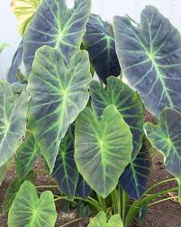 Can colocasia esc be growen in ponds. Colocasia Antiquorum Illustris Bulbs Buy Elephant Ears Online At Farmer Gracy Uk