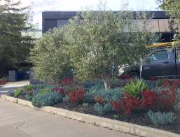 The aims of pruning are: Gorgeous Water Wise Curbside Planting Non Fruiting Olive Trees Dwarf Kangaroo Paw Succulent Olive Tree Front Yard Fruit Trees Backyard Creekside Landscaping
