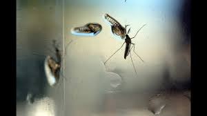 Image result for Kyllingiella microcephala