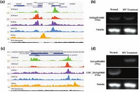 The histone modification signals can be captured by chromatin immunoprecipitation (chip), in which an antibody is used to enrich dna fragments from modification sites. Https Www Cell Com Molecular Plant Pdf S1674 2052 14 60220 3 Pdf