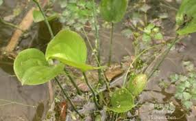 Image result for Caldesia