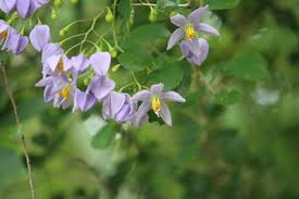 Image result for Solanum seaforthianum