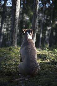 Check spelling or type a new query. Anjing Hutan Pagi Musim Foto Gratis Di Pixabay