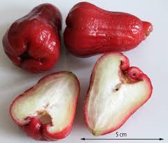 Check spelling or type a new query. Popular Tropical Fruits Of Malaysia Delishably