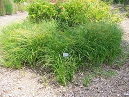 10 Tussock Sedge Carex Stricta Photo Plantplaces Com Plants Native Plants Fall Plants