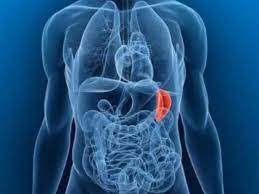 Frutta secca e semi oleosi; Milza Infiammata A Cosa Serve La Milza Quali Sono I Sintomi Alimentazione