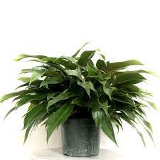 This planter has one central drainage hole and is supplied with a rubber stopper. How To Plant In Pots Without Drainage Holes 4 Simple Solutions My Tasteful Space