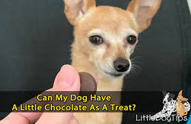Below are 48 working coupons for my pet carnivore gift code from reliable websites that we have updated for users to get maximum savings. Dog Health And Care Little Dog Tips