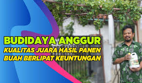 We did not find results for: Ingin Anggur Cepat Berbuah Lebat Ikuti Cara Budidaya Anggur Agar Hasil Panen Meningkat