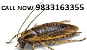 Hire best pest control service in mumbai for herbal pest control services, mosquito, bed bugs and cockroach to save health and home. Pest Control In Borivali Mumbai By Sadguru Facility Services Private Limited