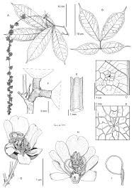 Image result for Englerodendron
