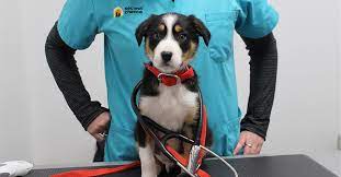 Your support unlocks a second chance for these animals and truly provides the key to a new life! Second Chance Animal Rescue Animal Rescue