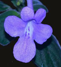 Image result for Streptocarpus saxorum