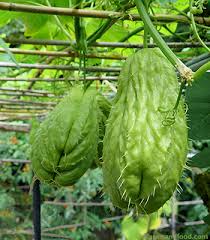 We did not find results for: Chayote Squash A New Staple Crop For Northern Gardens Bc Farms Food
