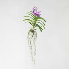 Image result for Vanda
