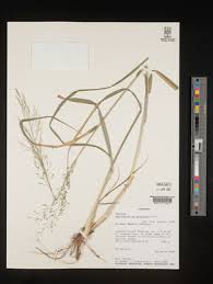 Image result for Sporobolus agrostoides