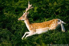 Pin By Ju On A Animals Fallow Deer Deer Whitetail Deer