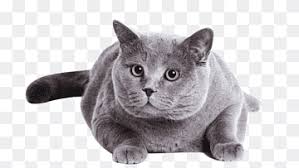 7 jenis kucing terpopuler di indonesia. Kitten Russian Blue Scottish Fold British Shorthair Cat Play And Toys Black Cat Baby Cats Cattery Asia Kucing Bayi Kucing Hitam Png Pngwing