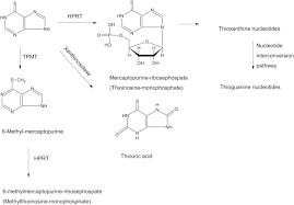 In the beginning stages, however, it is difficult to tell how deep the pattern will be and where the hairline will end. Mercaptopurine An Overview Sciencedirect Topics