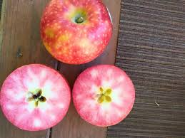 What Are Lucy Rose Apples Eat Like No One Else Apple Roses Lucy Rose Apple