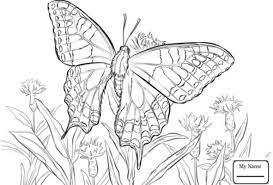 Menggambar dan mewarnai kupu kupu dan bunga warna warni drawing. 1001 Keindahan Sketsa Gambar Kupu Kupu Terelengkap Dan Tekniknya