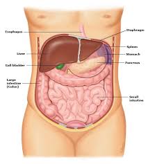 Last update october 2, 2020. Spleen Anatomy Pi