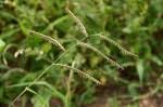 Image result for Urochloa comata