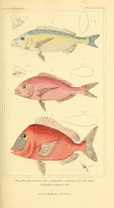 Biodiversity Fish Fish Illustration Fish Art Natural History