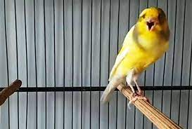 Harga 4 Suara Burung Kenari F1 F2 F3 Atau F4 Beserta Gambar