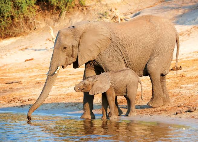 Elephant | Description, Habitat, Scientific Names, Weight, & Facts |  Britannica