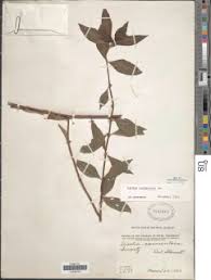 Image result for Hexasepalum sarmentosum