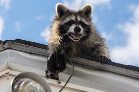 What to do if you see a raccoon out during the day. Important Things To Know About Rabid Raccoons