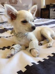 15 Photos Confirming That Chihuahuas Love Chic And Glamor Page 2 Of 3 Petpress Chihuahua Love Chihuahua Cute Chihuahua