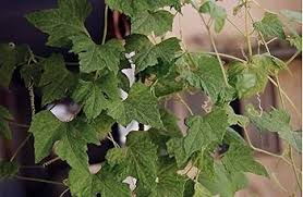 Image result for Corallocarpus epigaeus