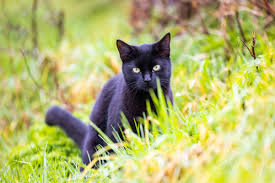‪The history of cats explained | Blog‬‏