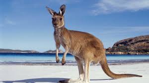 Types Of Kangaroos Explanation Visual Guide Kangaroo Species Kangaroo Animals