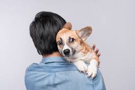 Pin On Funny Dogs