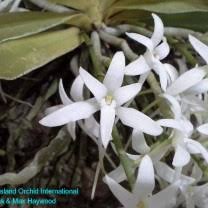 Image result for Mystacidium gracile