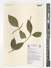 Image result for Usteria guineensis