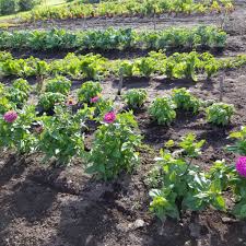 Jun 08, 2021 · 9/10 cedar rapids, ia brown farms 9/11 chillicothe, il three sisters park 9/16 kingman, in martin farms 9/17 baltimore, oh miller family farms 9/18 fowlerville, mi kubiak family farms. Second Glance Farms Posts Facebook