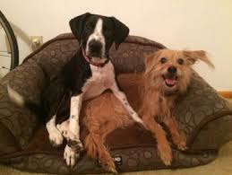 Intermountain healthcare's salt lake clinic in salt lake city, utah, provides 29 different specialties, including dermatology, ob/gyn, eye care, ent, internal medicine, and lab and pharmacy services. Pet Exams Taylorsville Ut Salt Lake Veterinary Services