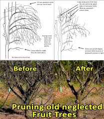 Image result for pruning plum trees