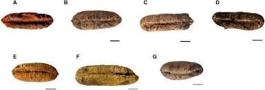 There are a few different methods for germinating seeds. Scientists Grow Date Palm Plants From 2 000 Year Old Seeds