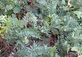 Image result for Tephrosia polystachya