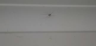 In bribie island, there's none better than the bug bandits for residential and commercial pest management. All Corners Carpet Cleaning Pest Control North Brisbane