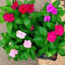 ) yang mempunyai banyak ranting dan berdaun runcing. Jual Tanaman Hias Vinca Bunga Tapak Dara Bunga Vinca Merah Kab Bogor Mianaallshop Taman Hias Dll Tokopedia