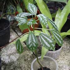 Image result for Pilea cadierei