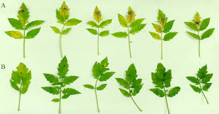 Image result for tomato seedling botrytis