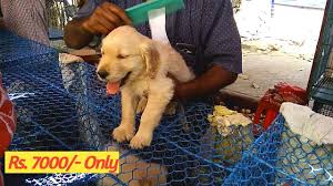 Maybe you would like to learn more about one of these? Pet Shop In Kolkata Galiff Street Dog Price List Arowana Fish Price In India Youtube